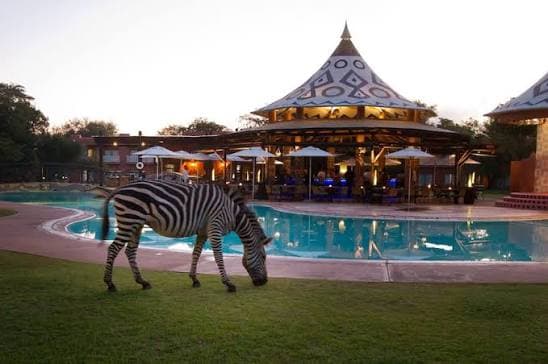 A zebra grazing on the lawn beside the pool and bar pavilion at Avani Victoria Falls Resort